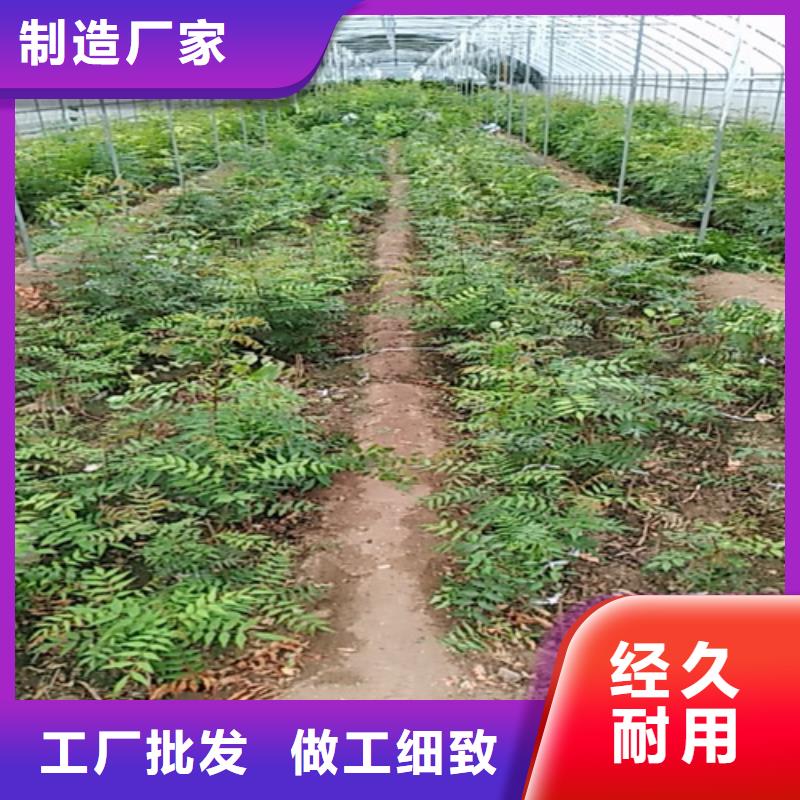 开心果,苹果苗让利客户