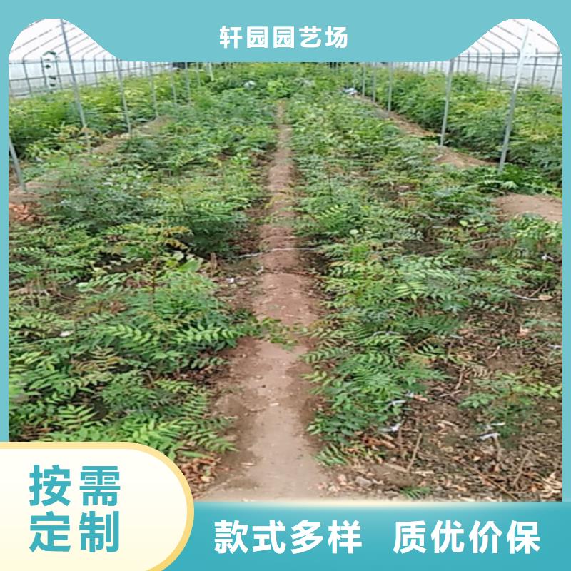 开心果-葡萄苗品牌大厂家