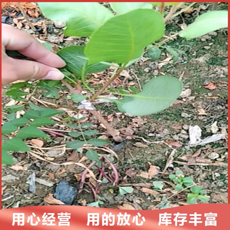 开心果,苹果苗让利客户