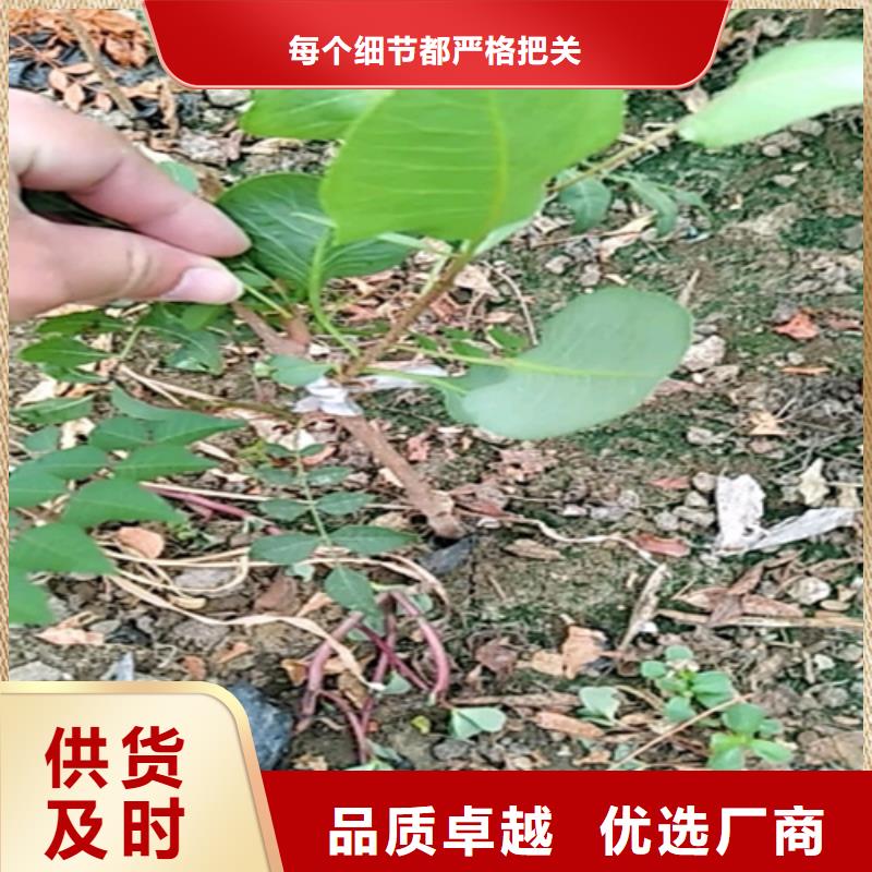 开心果-葡萄苗品牌大厂家