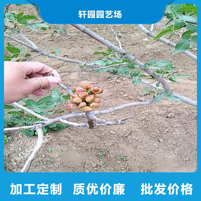 开心果-葡萄苗品牌大厂家