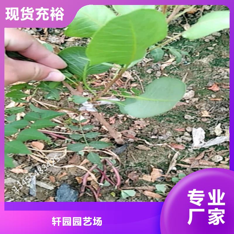 开心果,苹果苗让利客户
