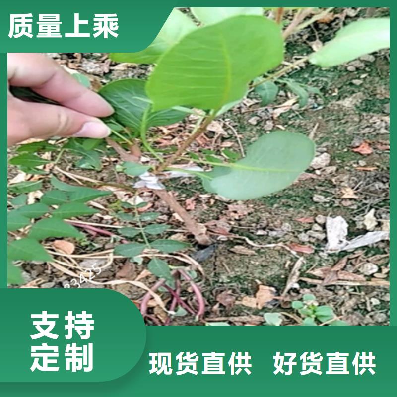 开心果-葡萄苗品牌大厂家