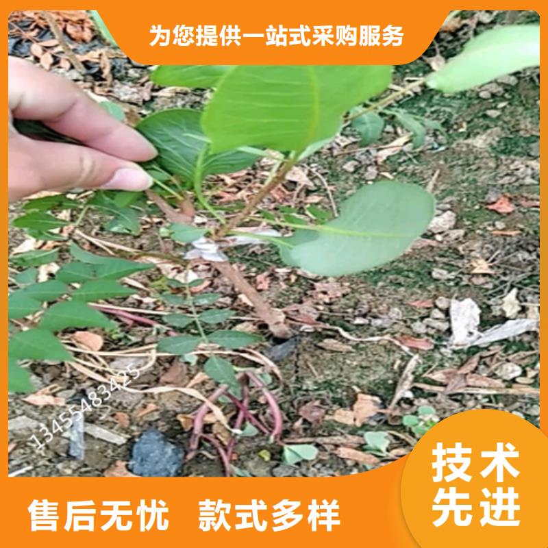 开心果-葡萄苗品牌大厂家