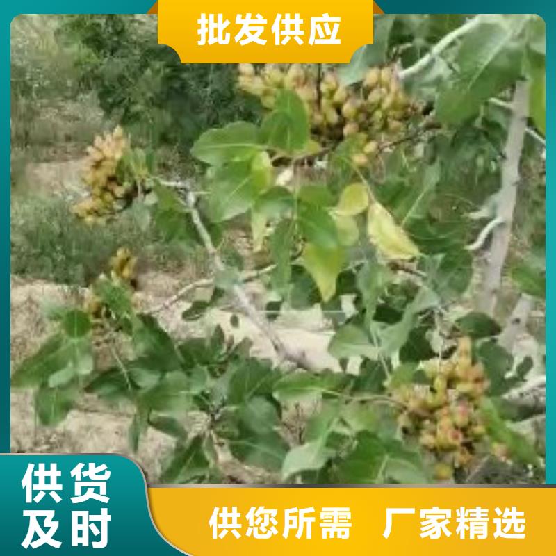 开心果,苹果苗让利客户