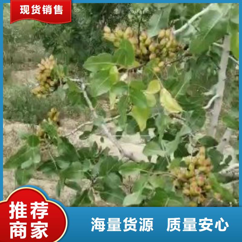 开心果-葡萄苗品牌大厂家