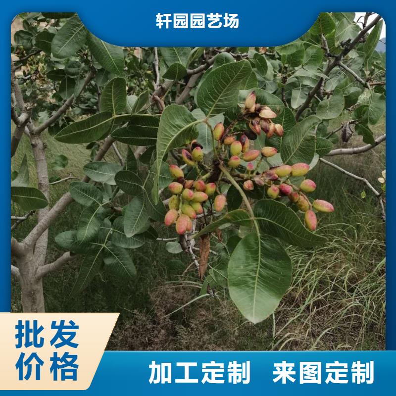 开心果,苹果苗让利客户