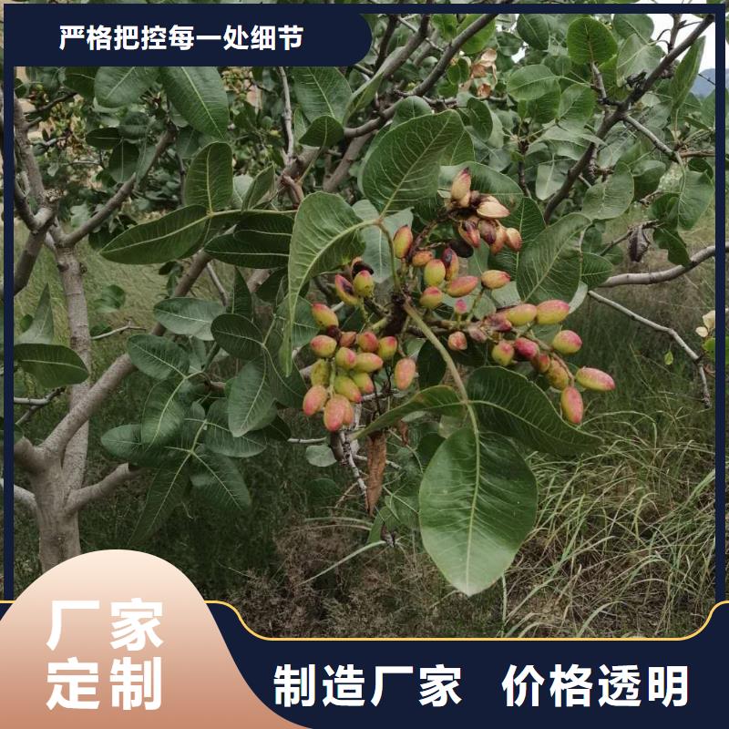 开心果-葡萄苗品牌大厂家