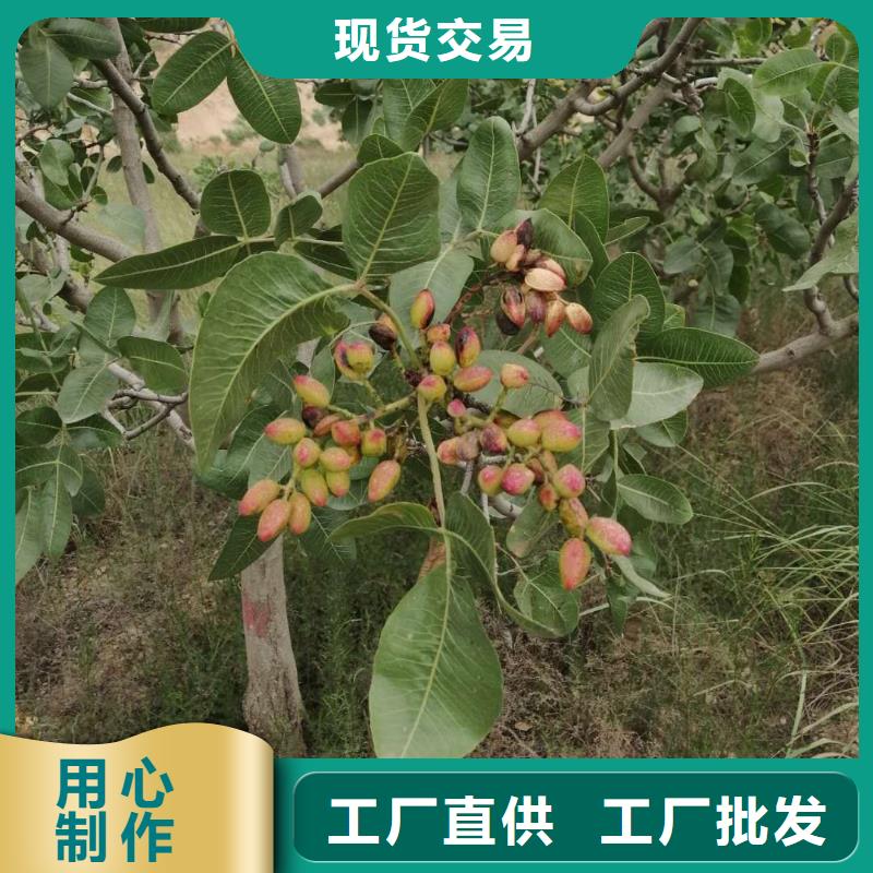 开心果,苹果苗让利客户