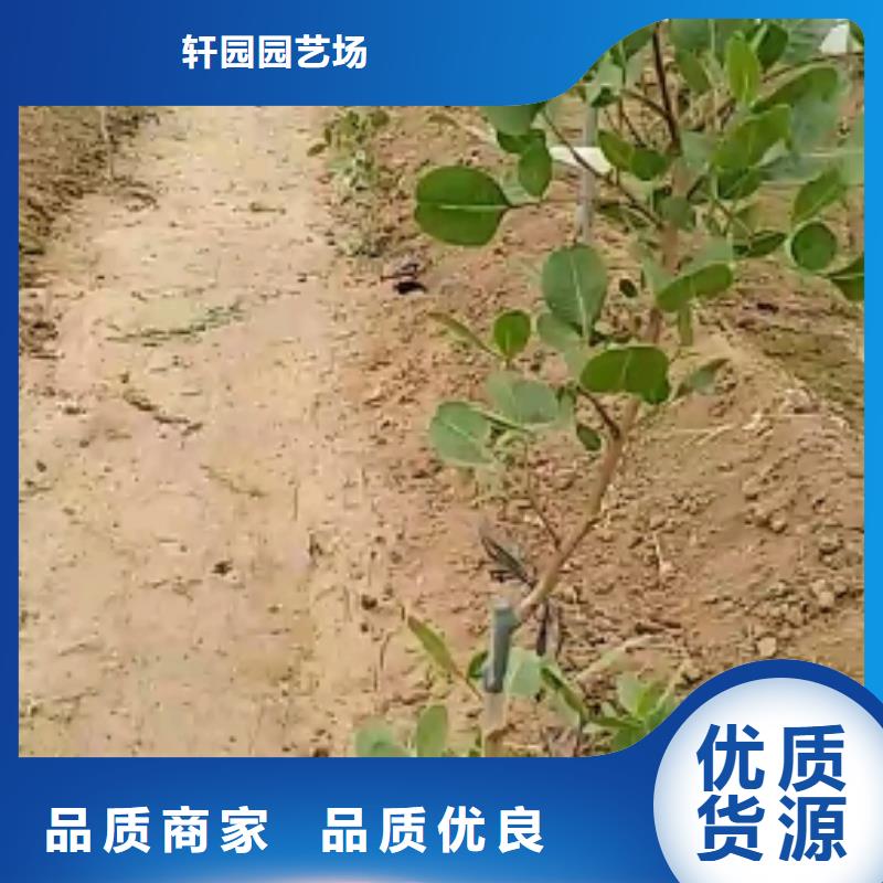开心果,苹果苗让利客户