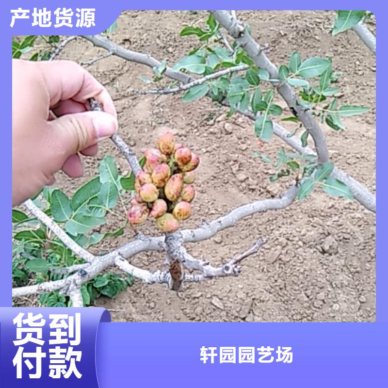开心果-葡萄苗品牌大厂家