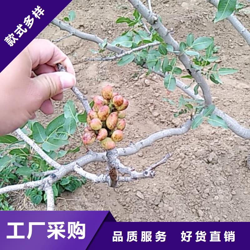 开心果,苹果苗让利客户