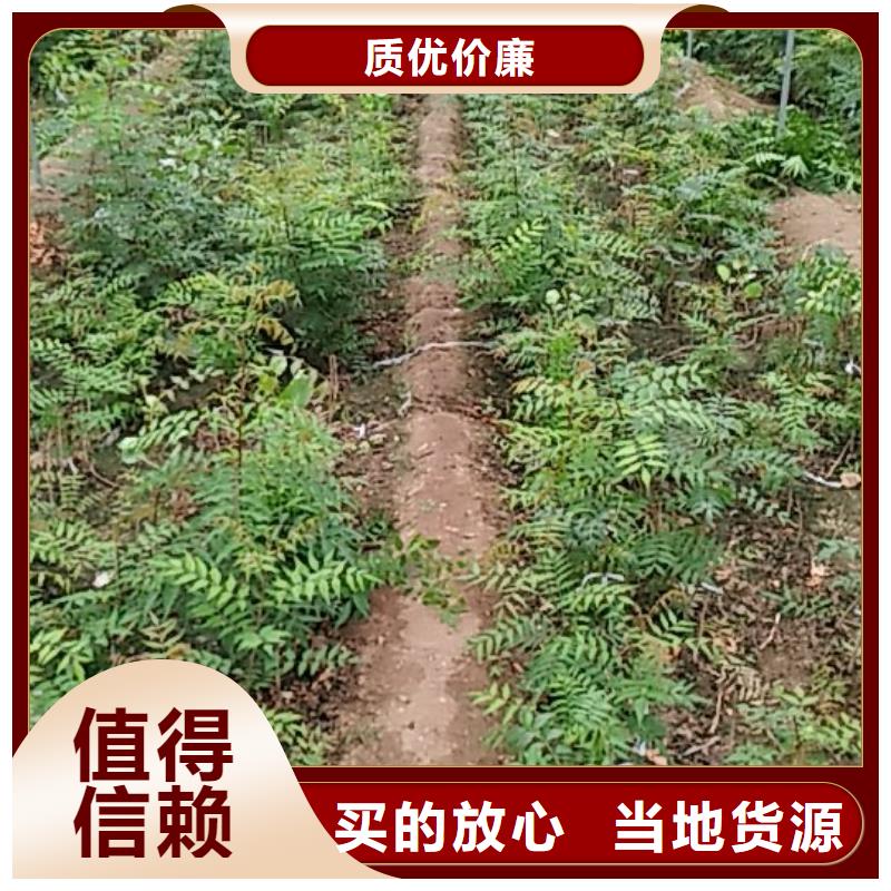 开心果-葡萄苗品牌大厂家