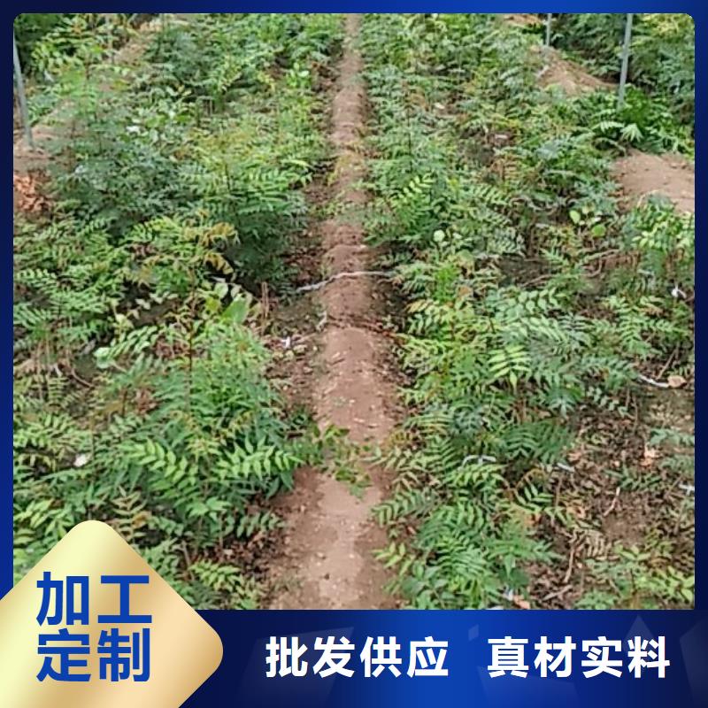 开心果,苹果苗让利客户