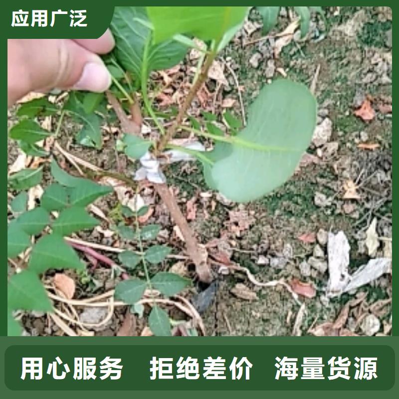 开心果-葡萄苗品牌大厂家
