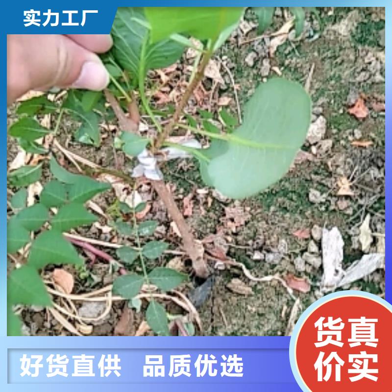 开心果,苹果苗让利客户