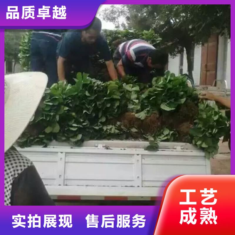 草莓苗 徐香猕猴桃树苗详细参数