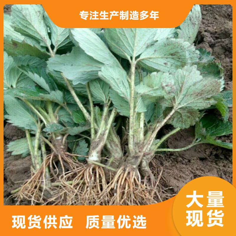 草莓苗,冬雪蜜桃树苗好产品有口碑