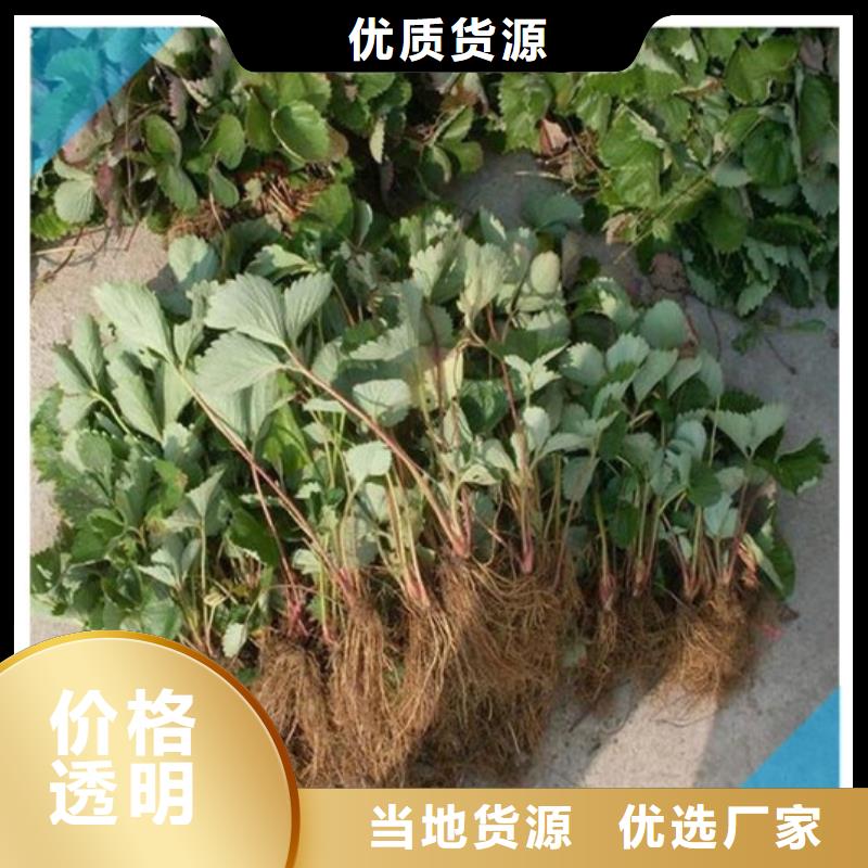 草莓苗,冬雪蜜桃树苗好产品有口碑