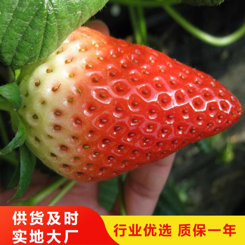 草莓苗,樱桃苗实力商家