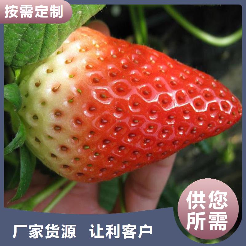 草莓苗,冬雪蜜桃树苗好产品有口碑