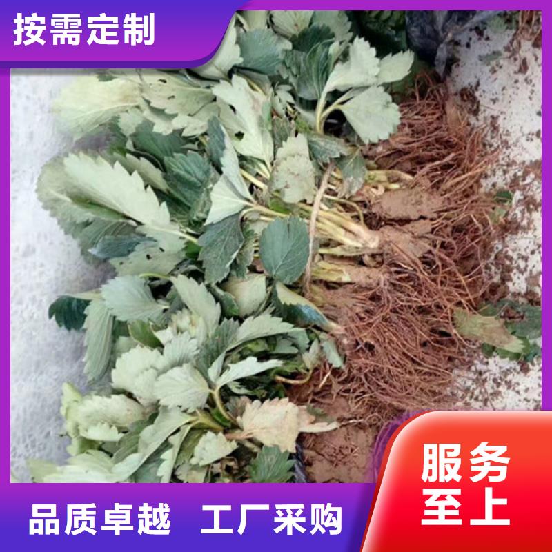 草莓苗,樱桃苗实力商家