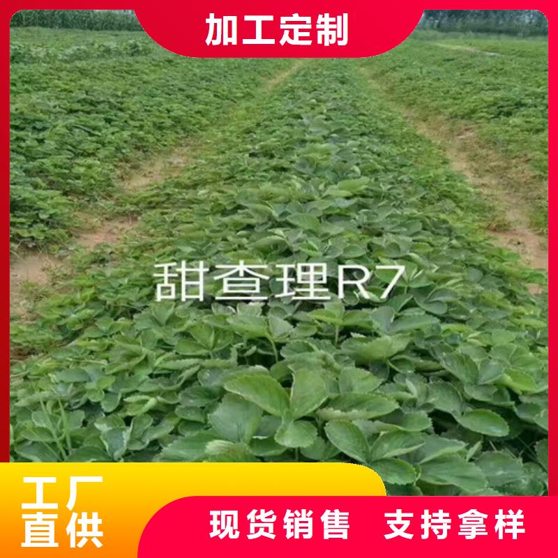 草莓苗 徐香猕猴桃树苗详细参数