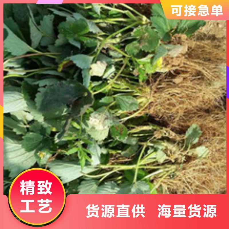 草莓苗,冬雪蜜桃树苗好产品有口碑