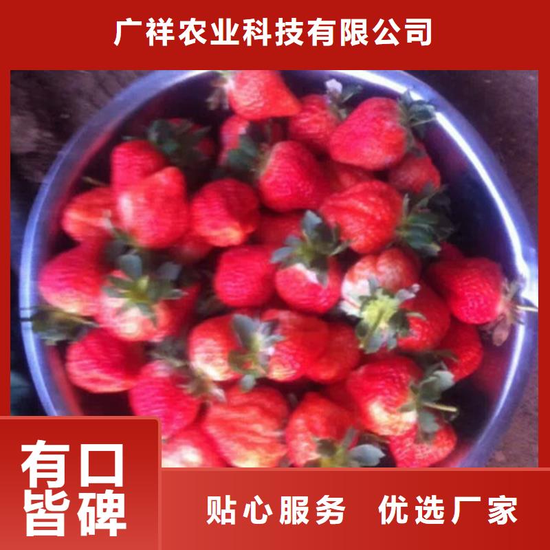 草莓苗,樱桃苗实力商家