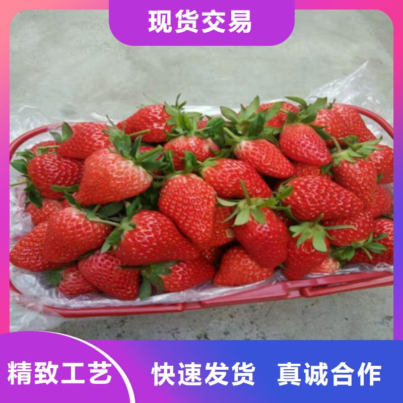 草莓苗 徐香猕猴桃树苗详细参数