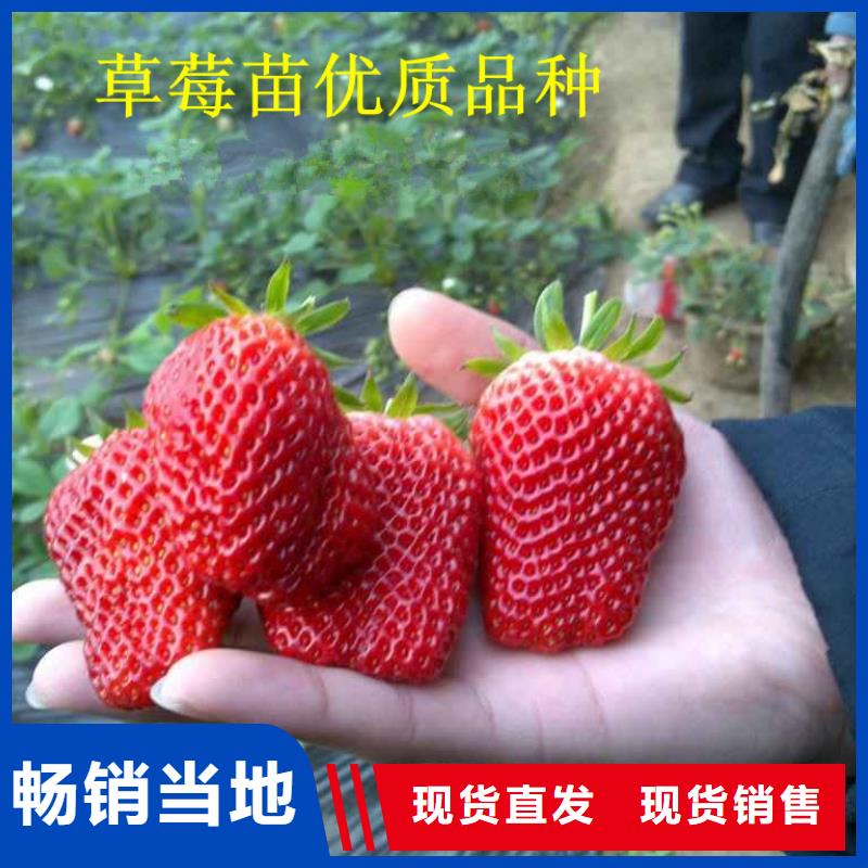 草莓苗 徐香猕猴桃树苗详细参数