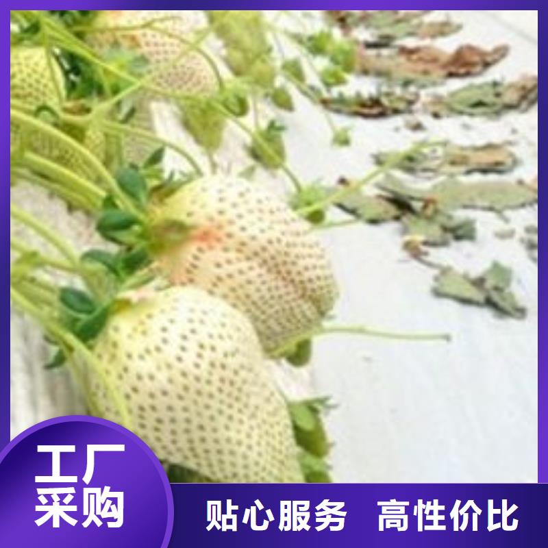 草莓苗 徐香猕猴桃树苗详细参数