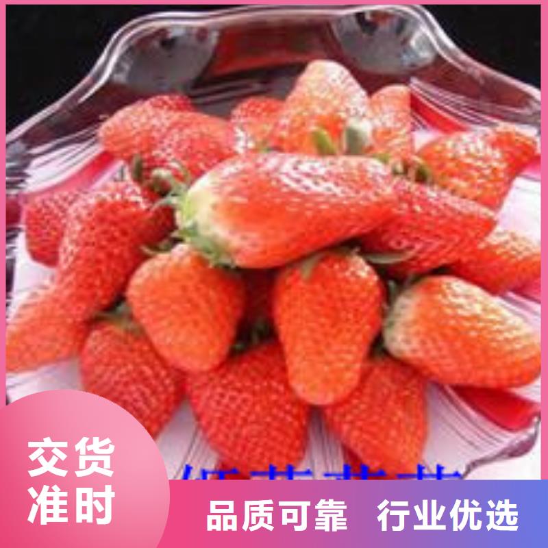 草莓苗 徐香猕猴桃树苗详细参数