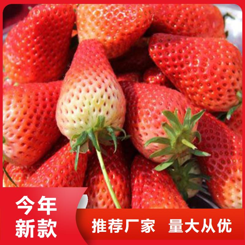 草莓苗 徐香猕猴桃树苗详细参数