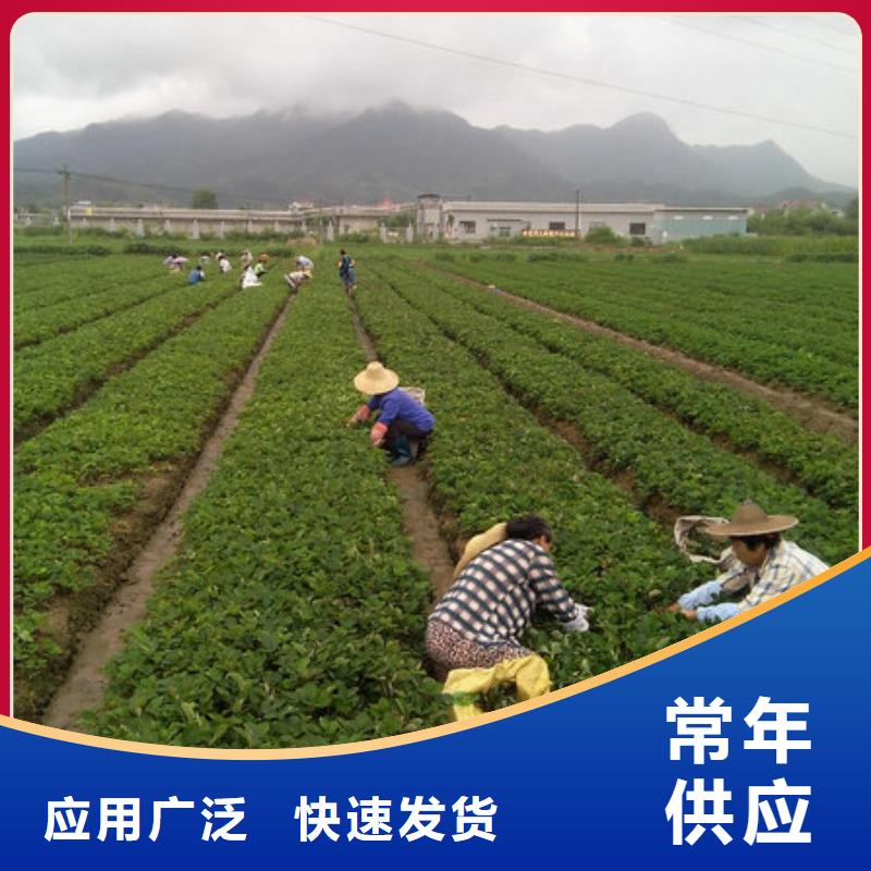 草莓苗 徐香猕猴桃树苗详细参数