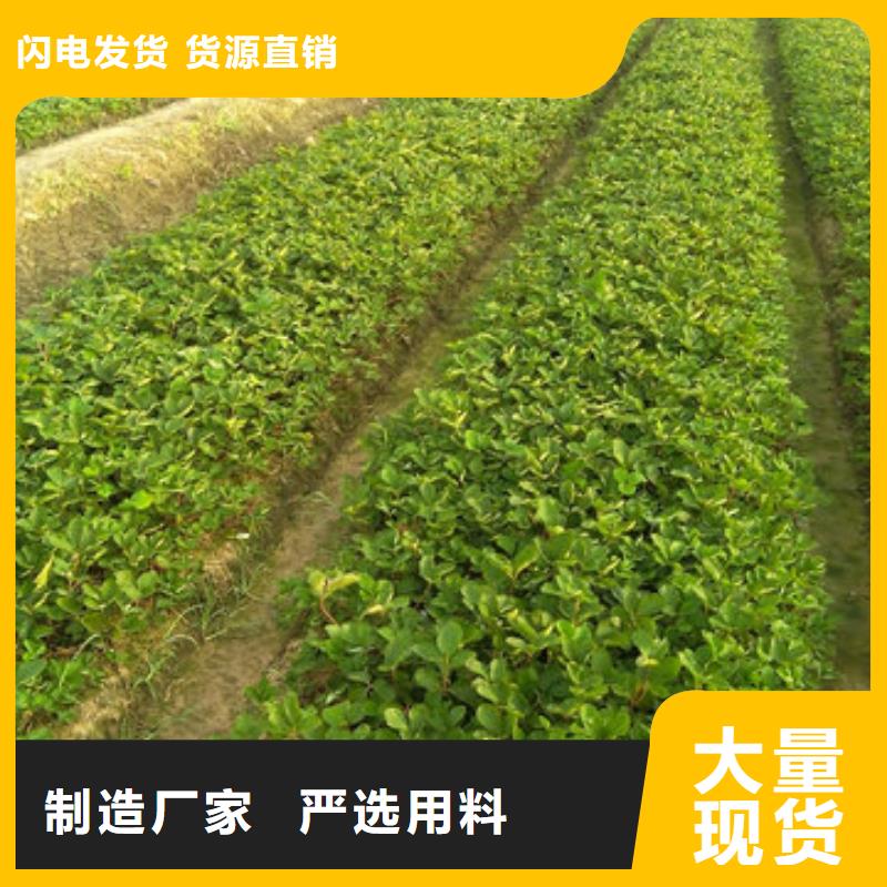 草莓苗 徐香猕猴桃树苗详细参数