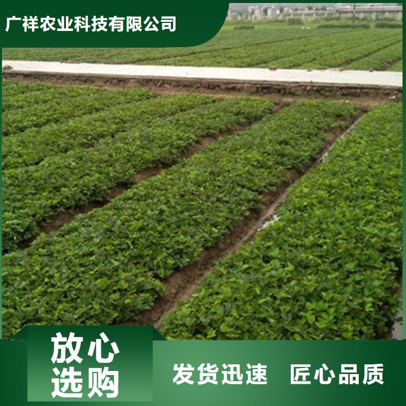 草莓苗 徐香猕猴桃树苗详细参数