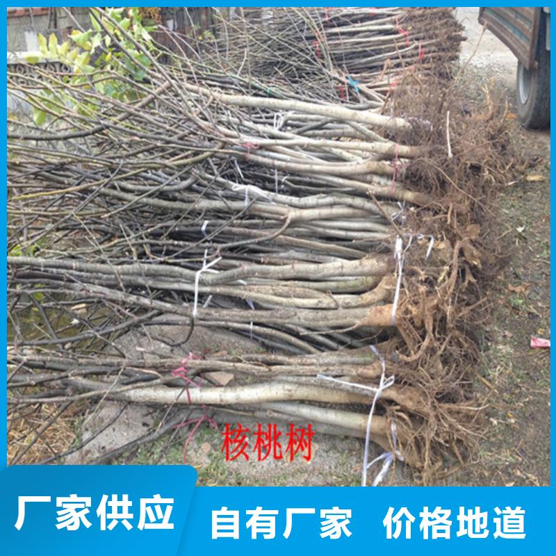 核桃苗,樱桃苗基地优质材料厂家直销
