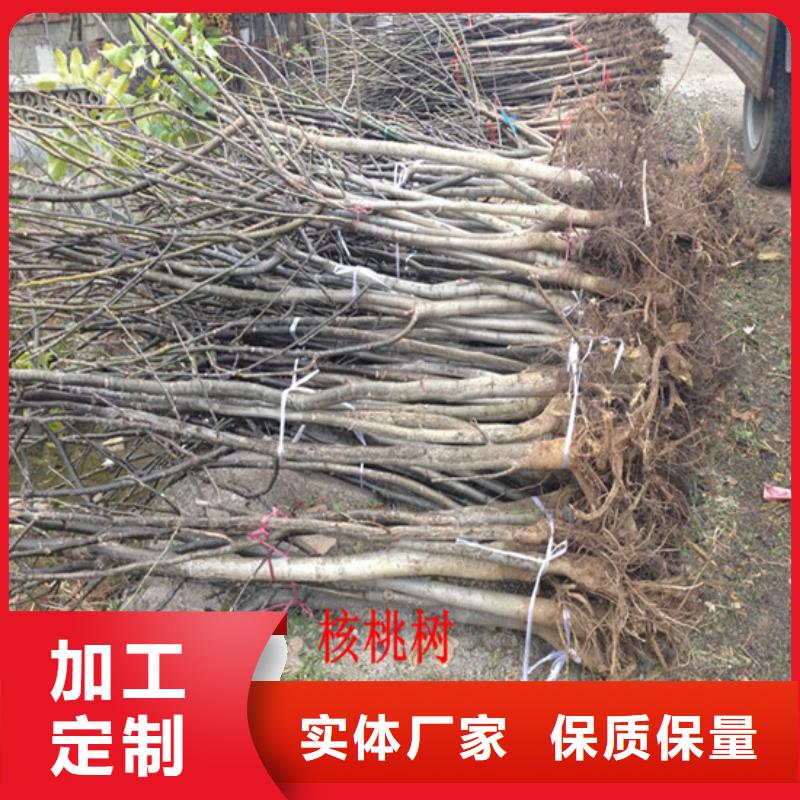 核桃苗果树苗实力厂家直销