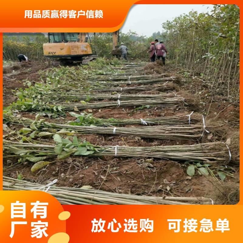 核桃苗,樱桃苗基地优质材料厂家直销