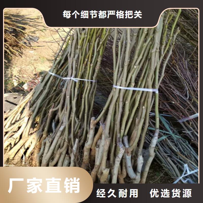 核桃苗果树苗设备齐全支持定制
