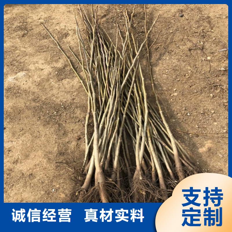 核桃苗果树苗实力厂家直销