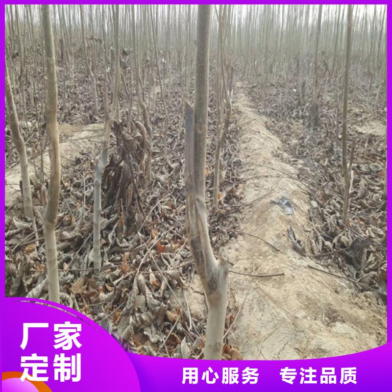 核桃苗果树苗设备齐全支持定制