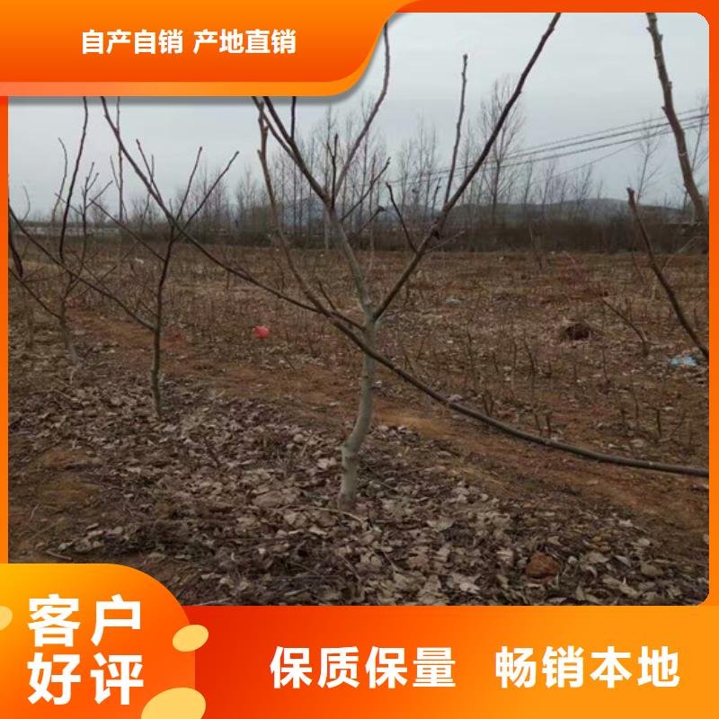 核桃苗胭脂脆桃树苗放心购