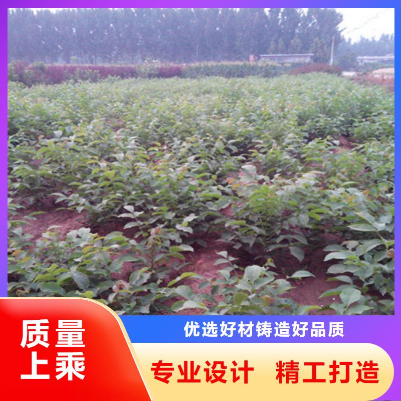 核桃苗果树苗实力厂家直销