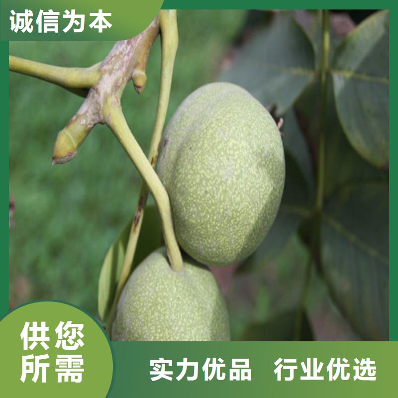 核桃苗,樱桃苗基地优质材料厂家直销