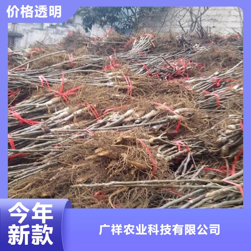 核桃苗胭脂脆桃树苗放心购