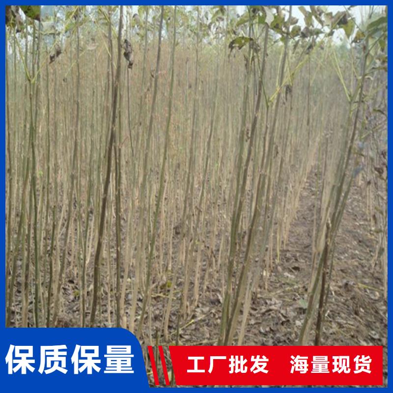 核桃苗,樱桃苗基地优质材料厂家直销