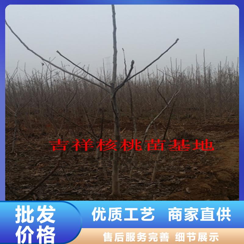 【核桃苗】大棚草莓苗大品牌值得信赖