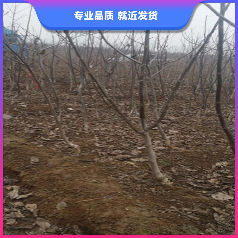【核桃苗】大棚草莓苗大品牌值得信赖